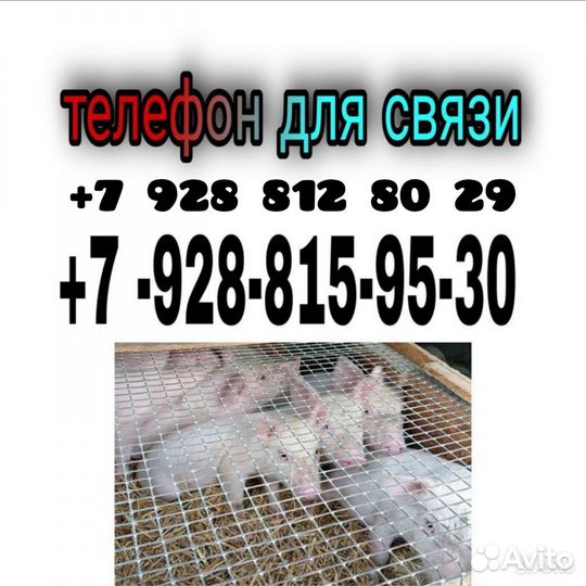 Поросята ландрас + см