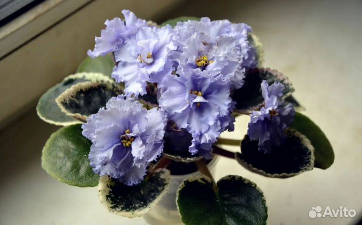 Фиалка укорененные листочки