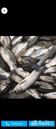 Мальки белого амура