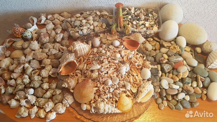 Морские ракушки