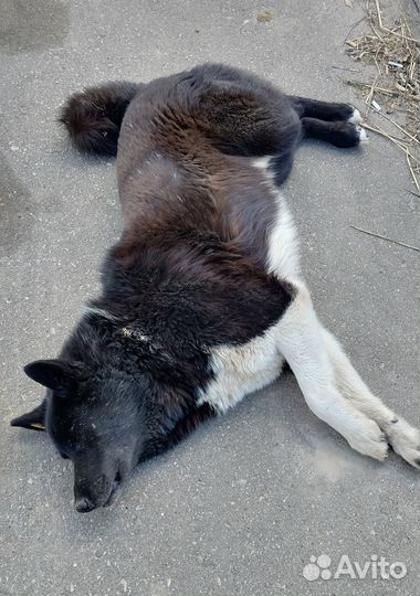 Собака в добрые руки