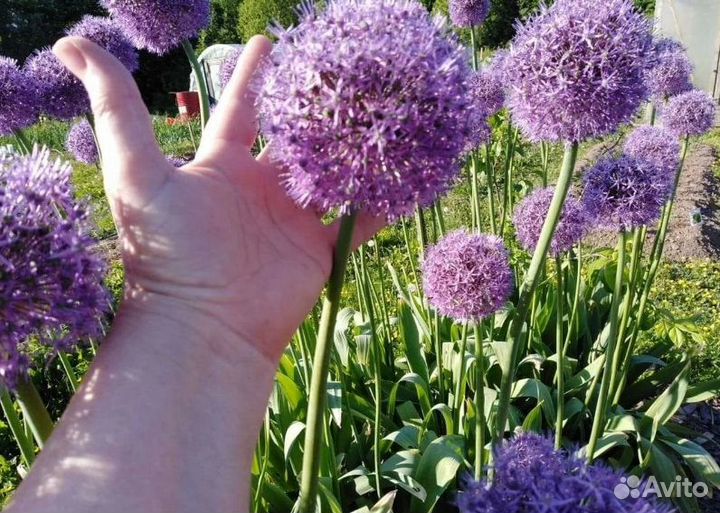 Лук Суворова (анзур) луковицы крупные, здоровые