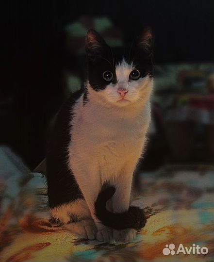 Котик Феликс