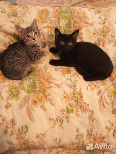 Подарю котят