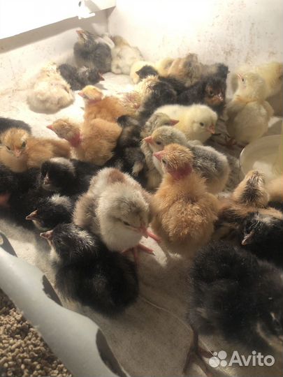 Цыплята суточные