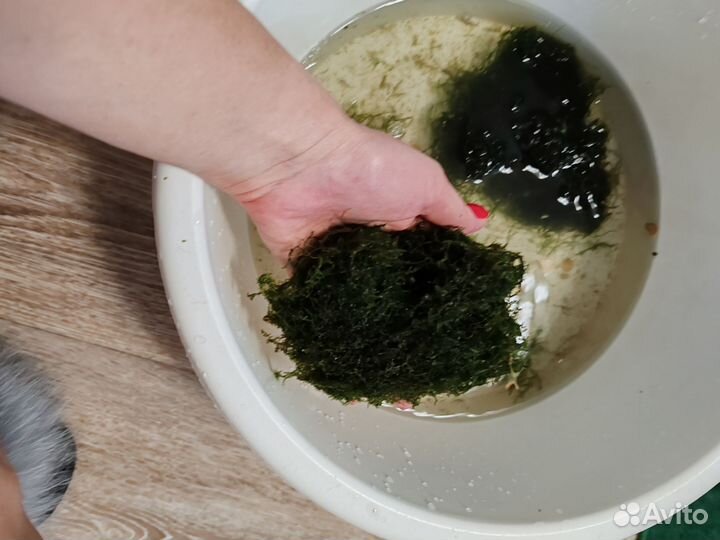Яванский мох
