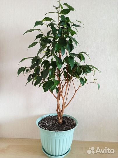 Фикус бенджамина, спатифиллум, мята