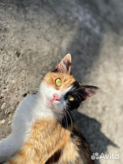 Кошка Мурка в добрые руки
