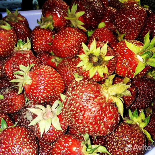 Рассада клубники Кимберли