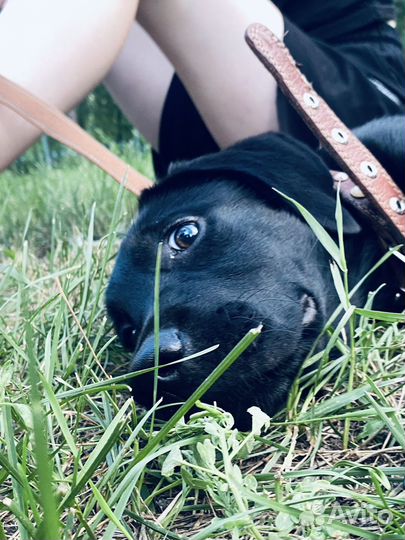 Щенки лабрадора