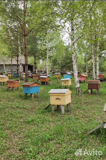 Пчелосемьи