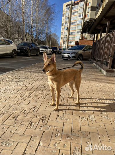 Собака стерилизованная молодая
