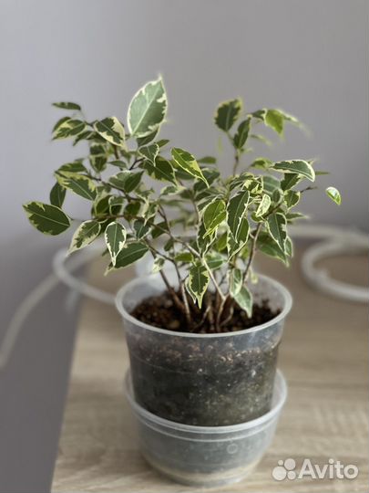 Фикус бенджамина