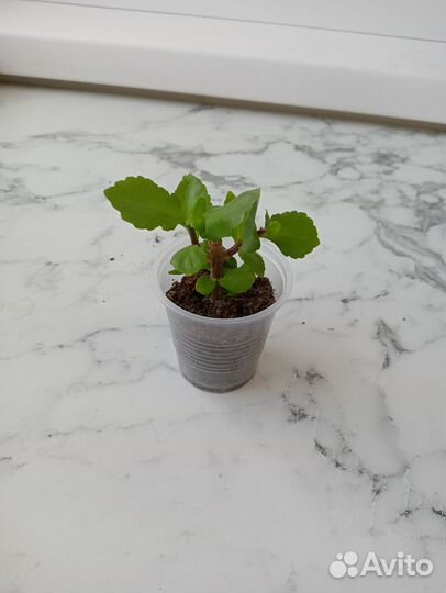 Каланхоэ, Каландива, комнатные цветы