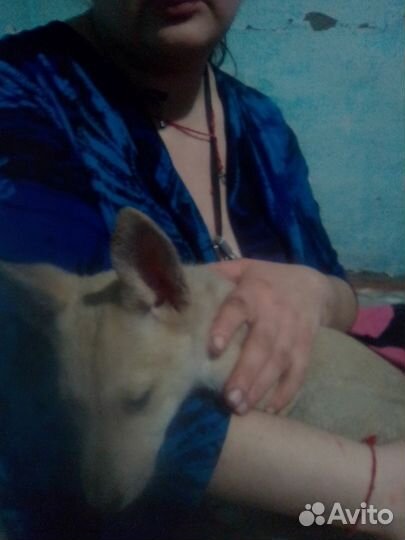 Щенки лайки