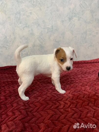 Щенки парсон рассел терьер