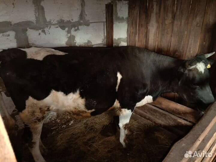 Корова телка стельная
