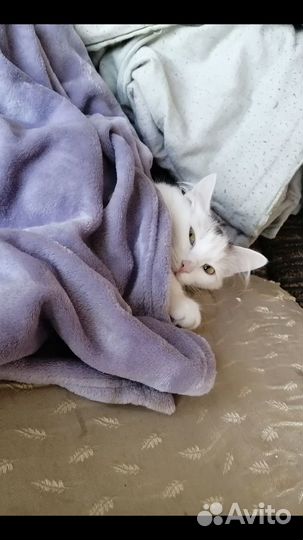 Кошки в добрые руки даром