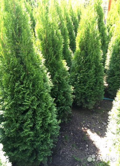 Туя Смарагд