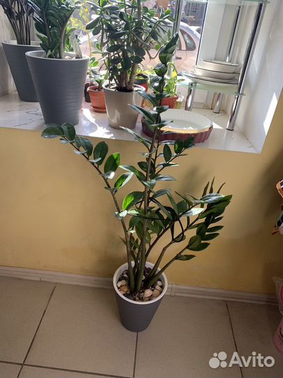 Разные комнатные растения