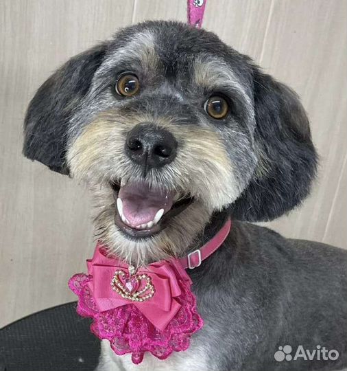 Собака ищет дом