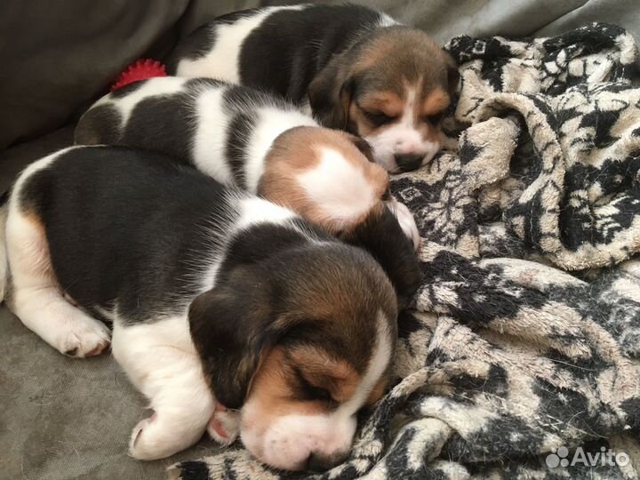 Щенки бигль