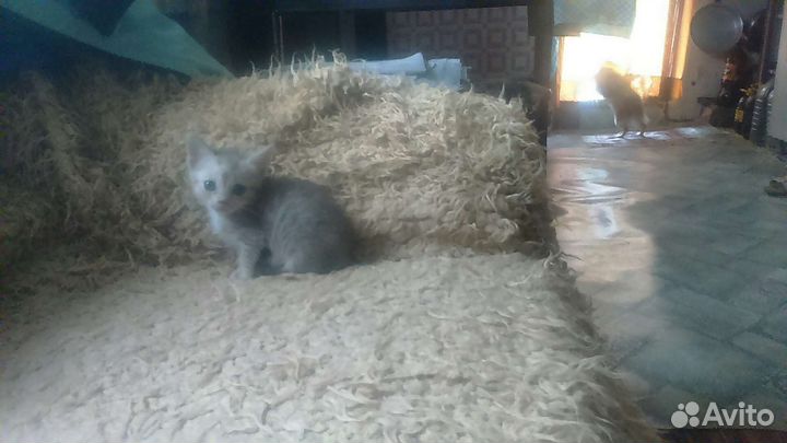 Котята в добрые руки бесплатно