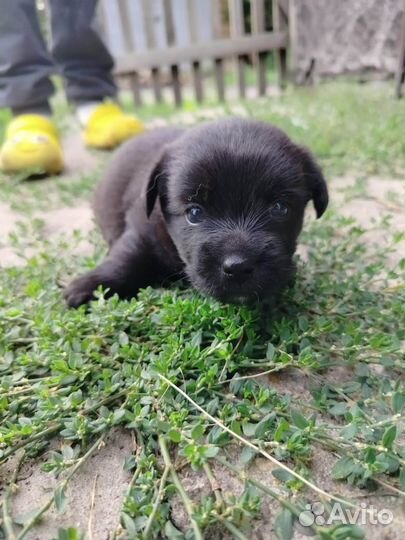 Отдам щенят в добрые руки. Мама и папа маленькие
