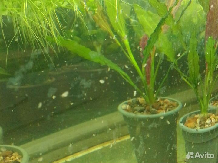 Эриокаулон (Ratonagiriuni), сомики, заморозка