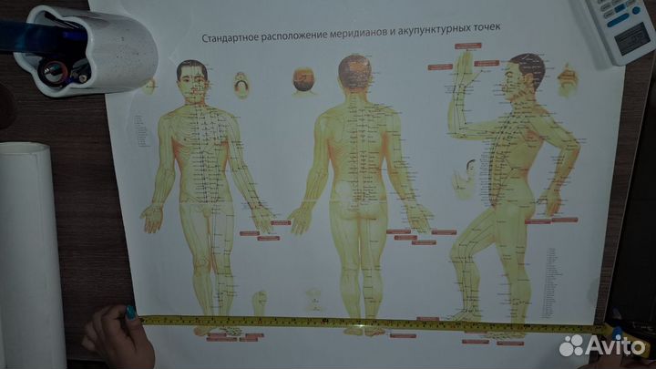 Плакат схемы акупунктурных точек и меридианов. ткм