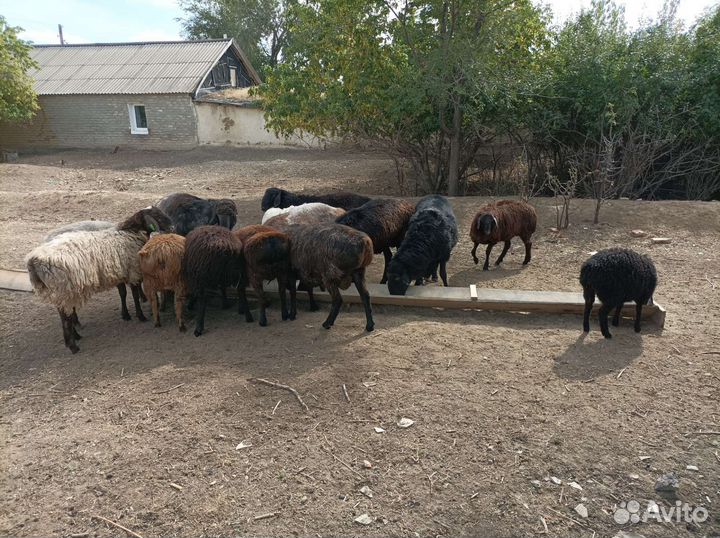 Эдильбаевские бараны