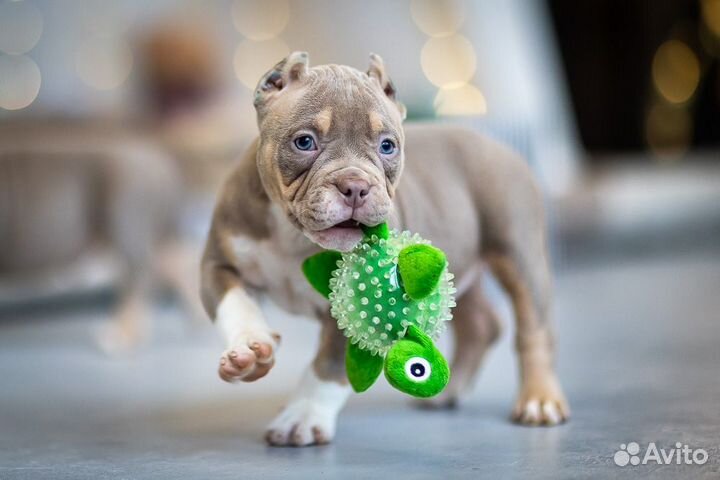 Американский Булли