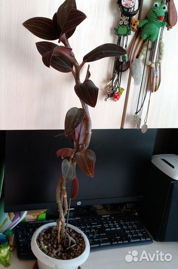 Орхидея лудизия
