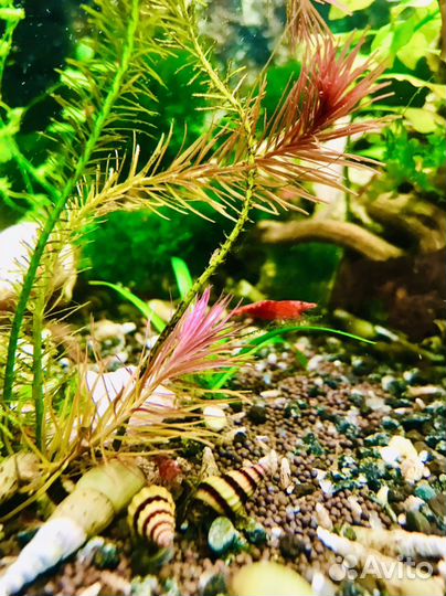 Хищная Улитка Хелена