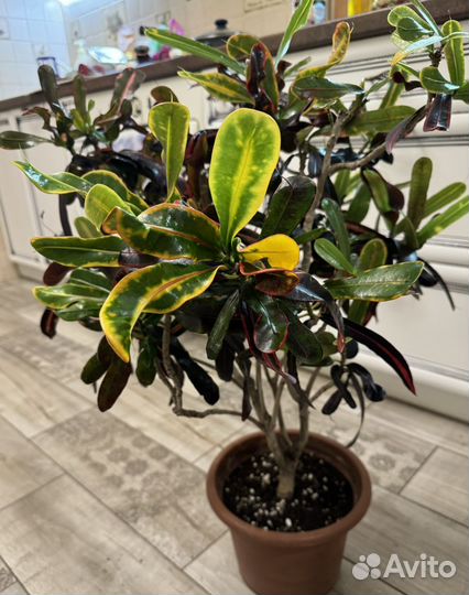 Кротон Мамми