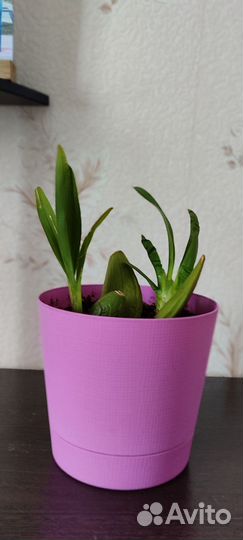 Зигопеталум