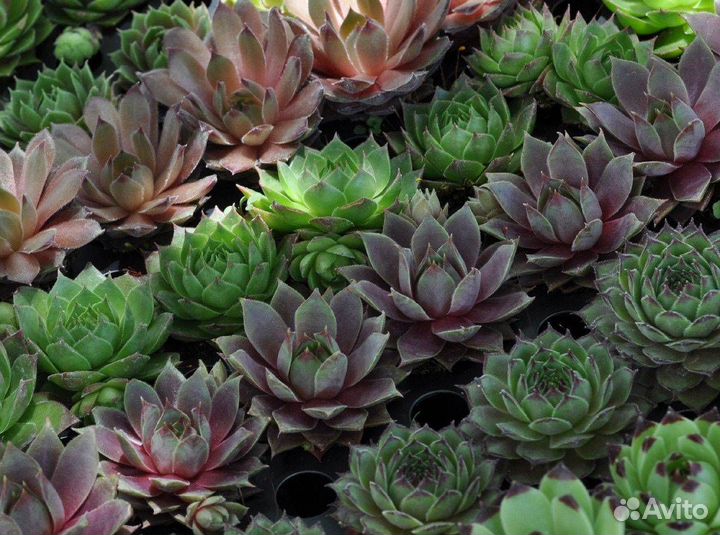 Молодило каменная роза