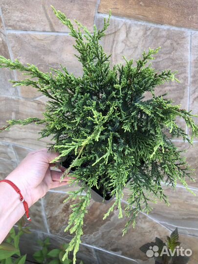 Минт джулеп