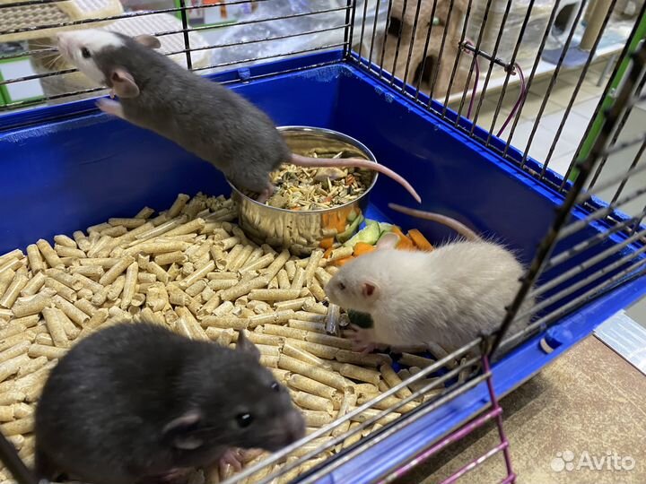 Декоративная крыса