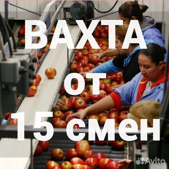 Сортировщик овощей вахта все включено от 15 смен
