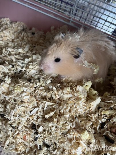 Сирийский хомяк