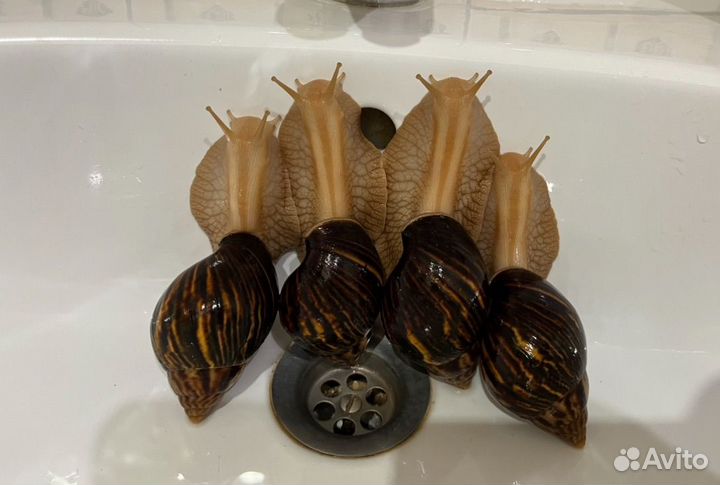 Улитки ахатины