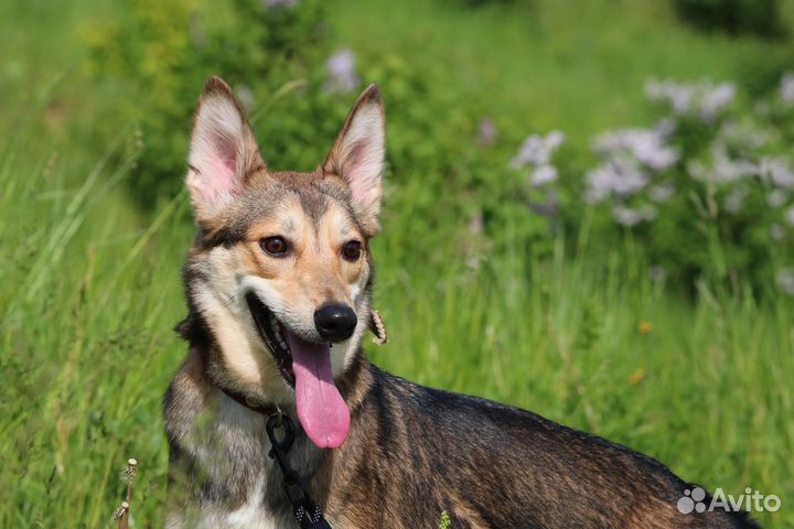 Небольшой Тобби