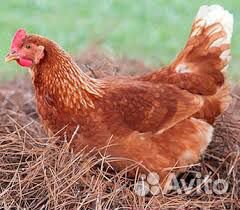 Куры ломан Браун