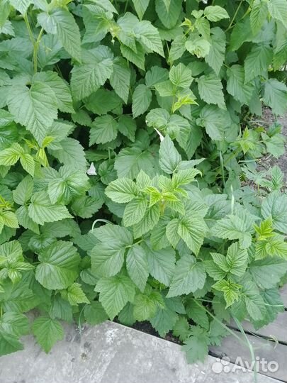 Ремонтантная желтая малина и красная