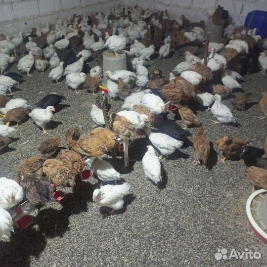 Цыплята подрощенные