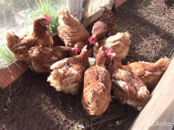 Куры Несушки, Бесплатная доставка