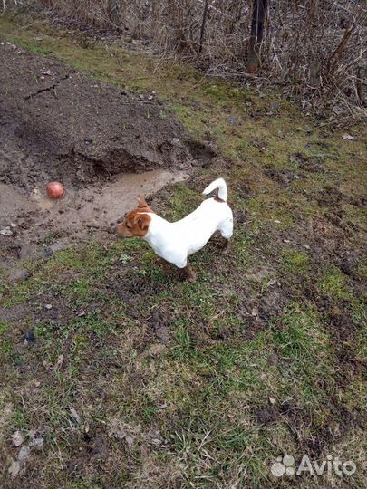 Кобель Джек Рассел терьер для вязки