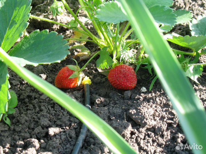 Автоматический капельный полив 60 растений