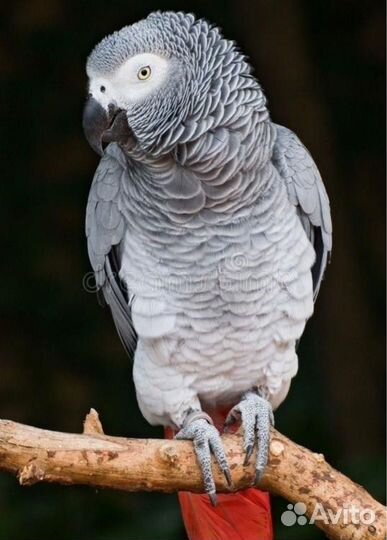 Орнитолог по птицам, осмотр онлайн консультация